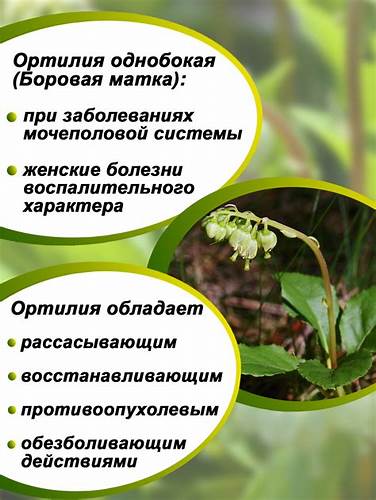 Боровая матка можно похудеть Боровая матка - Сибирские кедры Боровая матка - Сибирские кедры Боровая матка можно похудеть