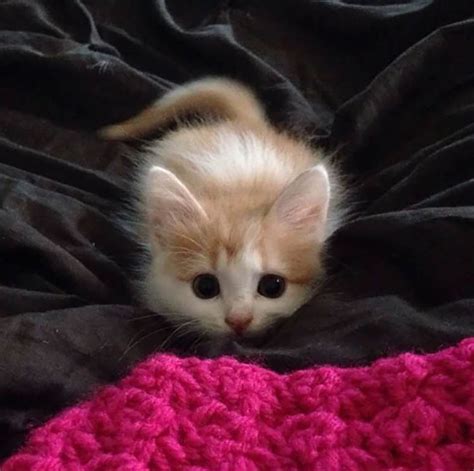 24 Pictures Of The Cutest Kittens Ever Top13
