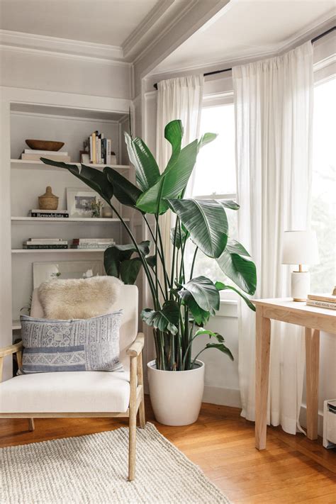 Favorite Indoor Plants Living Room Plants Funky Living