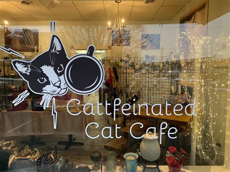 Cats Coffee And Confections At Cattfeinated Cat Café Very Local