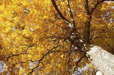 5 Types Of Hickory Trees In Maryland Woodsman Report