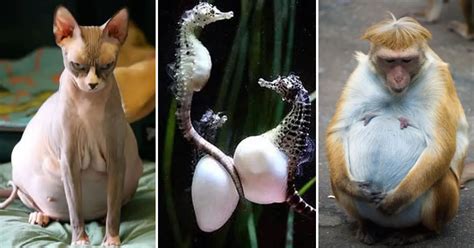 25 Beautiful Photos Of Pregnant Animals Who Seem To Be Ready To Welcome