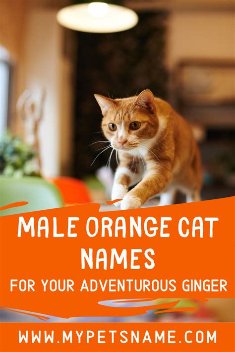 Ginger Kittens Names Male