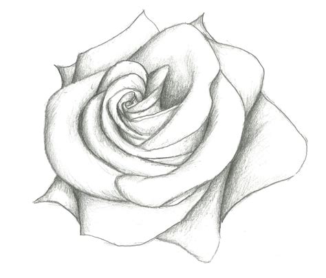 Easy Pencil Drawings Of Roses Images And Pictures Becuo