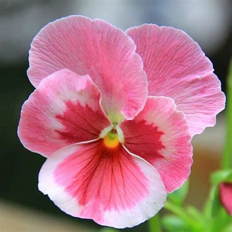 50pcs Pink Pansy Mix Color Wavy Viola Flower Seeds Etsy In 2024