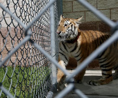Yes You Can Own A Tiger As A Pet In Texas But Its Not Recommended