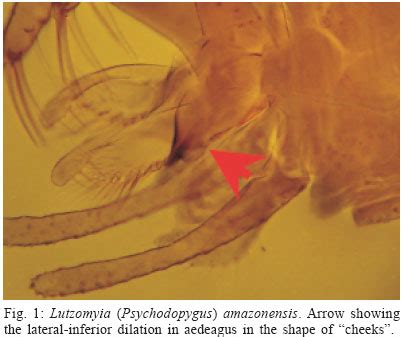 Scielo Brasil Taxonomic Revision Of Phlebotomine Sand Fly Species In The Series Davisi And