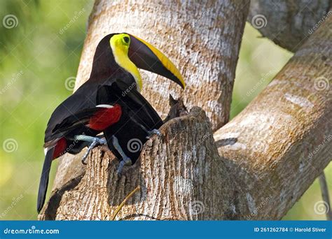 Pair Of Black Mandibled Or Yellow Throated Toucan Ramphastos Ambiguus