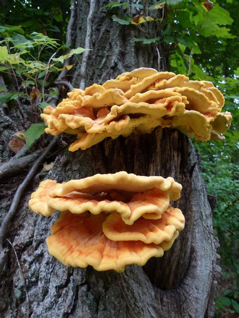 What To Do With Chicken Of The Woods Mushrooms Air Gun Maniac