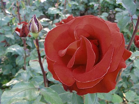 From april through october, it exhibits over 10,000 rose plants that bloom from 650 varieties. Roses in Portland, Oregon - Wikipedia