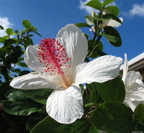 Hawaiis Flowers Are As Intricate And Alluring As Their