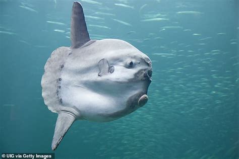 Giant Sunfish Is Washed Up On A Deserted Beach In South