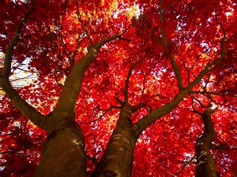 Shade Tree Of The Week October Glory Red Maple Treenewal