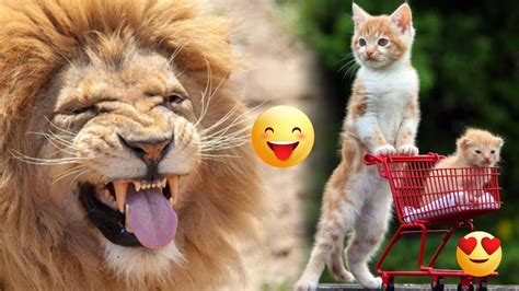 Try Not To Laugh Funny Animals Compilation 1😜😍 Youtube