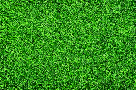 Hd Wallpaper View Of Green Lawn Lawn Grass Grass Green Summer