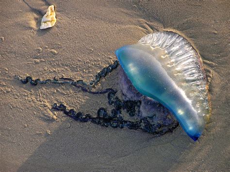 The portuguese man o war is a creature that strikes fear into anyone who has gone on vacation and planned to swim in tropical. Portuguese Man o' War Photograph by Adam Johnson