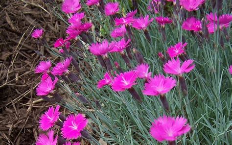 Neon Star Dianthus Cottage Pinks 10 Count Flat Of Quart Pots