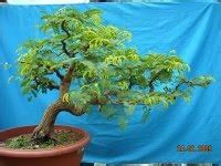 Setelah bakalan bonsai tumbuh besar, kamu perlu melakukan pencangkokan dan ikuti langkah. IBRAHIMJOHAR-0787: Bonsai asam jawa