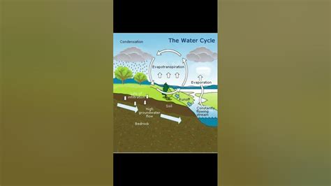 Explain Water Cycle With Digram Important In Science 🌧️🌅 Youtube
