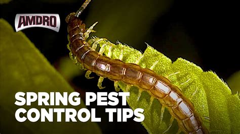 pest control tips for spring youtube