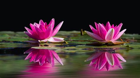 2262x1504 nature backgrounds, hd wallpapers, mother nature, flower images, beautiful, green, cool, high resolution natural. Pink Flowers Water Lilies Reflection In Water Nature ...