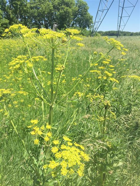 Wild Parsnip An Invasive Weed You Dont Want To Get Near Lifestyle