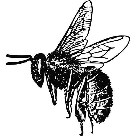 Bee Drawing Png Svg Clip Art For Web Download Clip Art Png Icon Arts