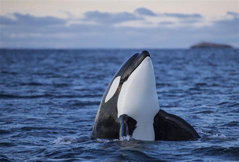 Endangered Orca Populations Struggle To Recover Flipboard