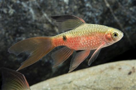 Longfin Rosy Barb Male Regular