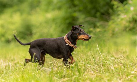 Manchester Terrier Characteristics Care And Photos Bechewy