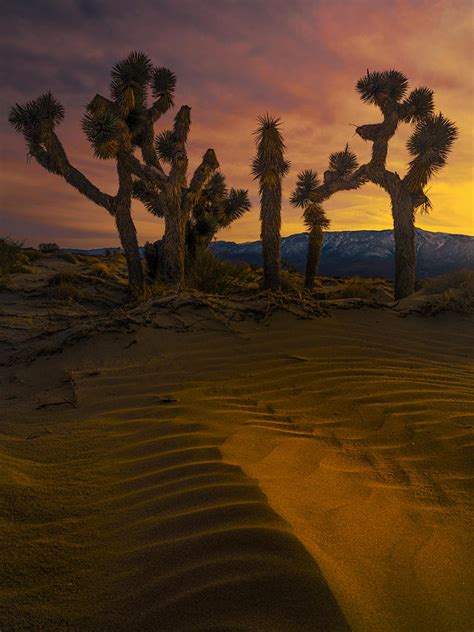 Desert Twilight Photograph By Yi Pan Fine Art America