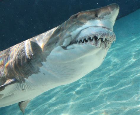 Sand Tiger Shark Feeding Time At The Aquarium Of The Pacif Flickr
