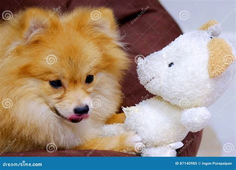 Pomeranian Dog Licking Nose Stock Image Image Of French Fluffy 87140985