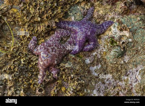 Ochre Sea Star Pisaster Ochraceus Aka Purple Sea Star Or Common Sea