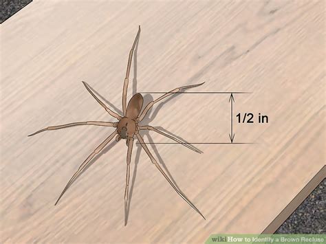 How To Identify A Brown Recluse 11 Steps With Pictures