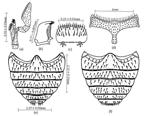 Hippodamia Ssp A Maxilla B Mandible C Labrum D