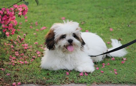 Lhasa Apso Dog Breed Information Facts And Pictures Dog Lover India