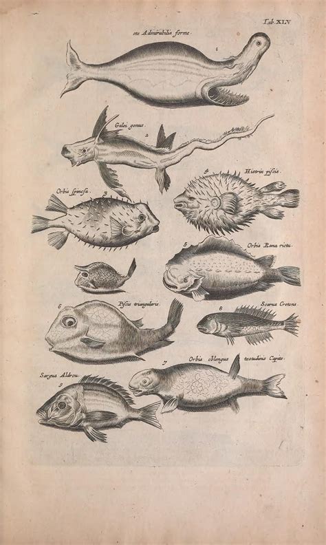 Illustration From Historiae Naturalis By Joannes Jonstonus