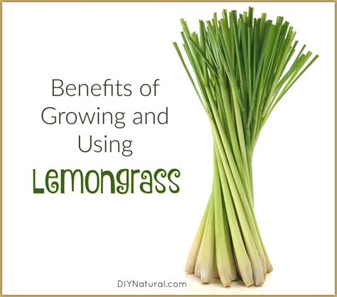 How to transplant and separate lemongrass (with actual results). Benefits of Growing Lemongrass for Food and Medicine