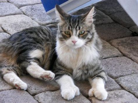 He is generally thought to be a member of the lost generation. What Are Polydactyl Cats? | Polydactyl cat, Hemingway cats ...