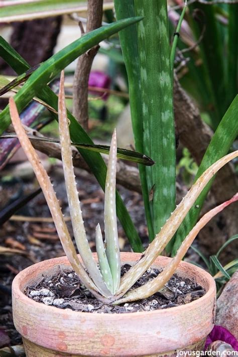 Nonetheless, many indoor plants manage just fine with indirect sunlight. 2 Ways I Made My Aloe Vera A Whole Lot Happier