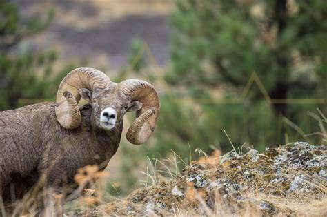 Bighorn Ram New World Record Found In Montana — Tony Bynum Photography