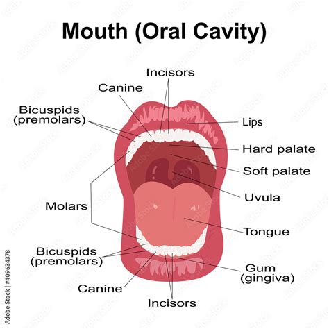 Human Mouth Diagram