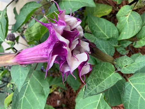 Rare Double Purple Datura Angel Trumpet Plant Seeds 20 Per Etsy