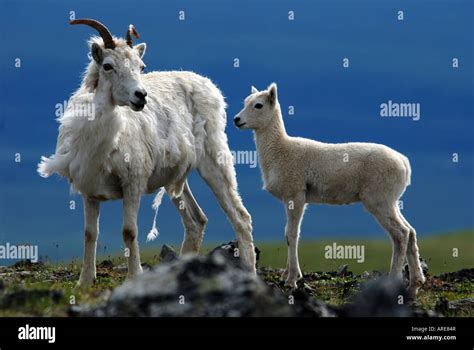 Female Dall Sheep Ovis Dalli With Lamb Spring With Wool Shedding