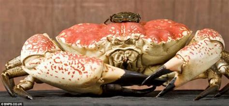 The Worlds Largest Crab Ritemail