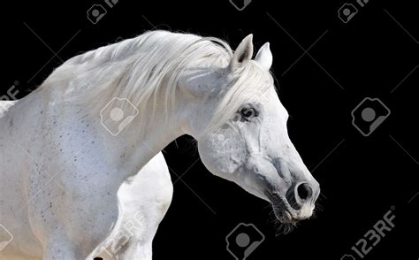White Arabian Horse Stallion Portrait Isolated On Black Stock Photo