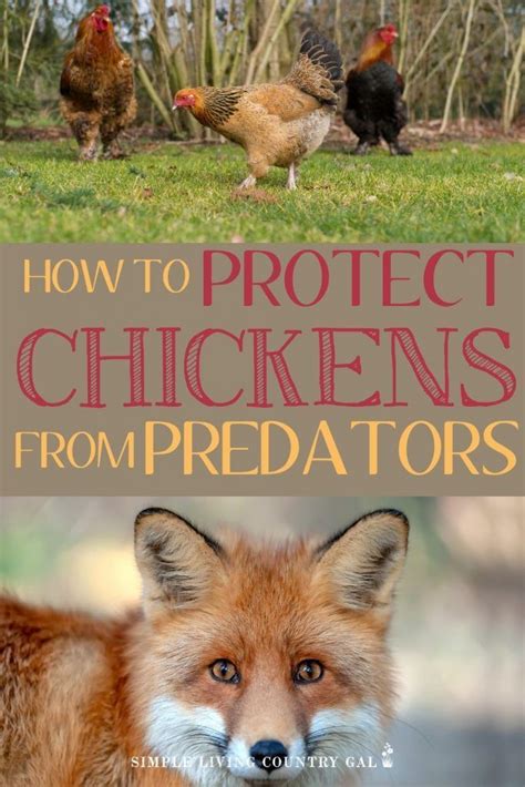 Follow These Tips To Keep Your Chickens Safe From Predators Chickens