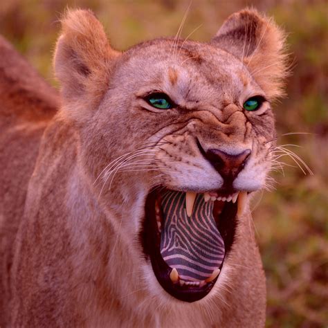 Carnivorous Consequences Animals Carnivorous Lion
