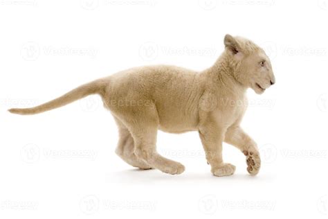 White Lion Cub 5 Months 844510 Stock Photo At Vecteezy